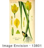 #13801 Picture Of Wild Yellow Tulip (Tulipa Sylvestris)