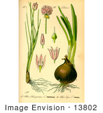 #13802 Picture Of Chives (Allium Schoenoprasum)