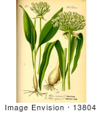 #13804 Picture of Ramsons, Buckrams, Wild Garlic, Broad-Leaved Garlic, Wood Garlic, Bear’s Garlic (Allium ursinum) by JVPD