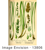 #13806 Picture Of True Fox Sedge (Carex Vulpina)