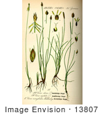 #13807 Picture Of Sedges (Carex Microglochin)