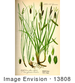 #13808 Picture Of Carex Gynomane Sedges