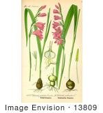 #13809 Picture Of Sword Lilies Gladioli (Gladiolus Palustris)