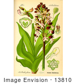 #13810 Picture Of Lady Orchids (Orchis Purpurea)