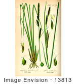 #13813 Picture Of Tufted Sedges (Carex Elata)