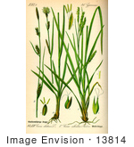 #13814 Picture Of Wood-Sedge (Carex Sylvatica)