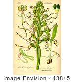 #13815 Picture Of Lizard Orchids (Himantoglossum Hircinum)