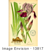 #13817 Picture Of German Iris (Iris Germanica)