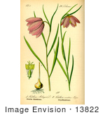 #13822 Picture Of Fritillary Flowers (Fritillaria Montana)