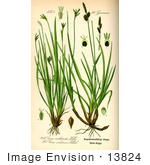 #13824 Picture Of Variegated Birdsfoot Sedges (Carex Ornithopoda)