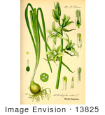 #13825 Picture of Star of Bethlehem Flowers (Ornithogalum nutans) by JVPD