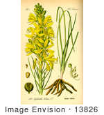#13826 Picture of Yellow Asphodel Flowers (Asphodelus luteus) by JVPD