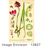 #13827 Picture Of Pyramidal Orchids (Anacamptis Pyramidalis)