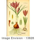 #13828 Picture Of Dutch Crocus Spring Crocus (Crocus Vernus)