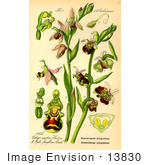 #13830 Picture Of Ophrys Fuciflora Orchids