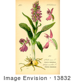 #13832 Picture Of Green Winged Orchids (Orchis Morio)