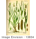 #13834 Picture Of Great Pond Sedges (Carex Riparia)