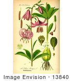 #13840 Picture Of Martagon Turk’S Cap Lily (Lilium Martagon)