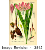 #13842 Picture Of Autumn Crocus Meadow Saffron Naked Lady (Colchicum Autumnale)