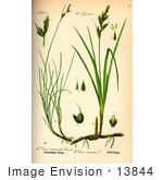 #13844 Picture Of Carex Mucronata Sedges