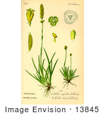 #13845 Picture Of Alpine Asphodel (Tofieldia Calyculata)