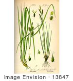 #13847 Picture Of Carex Brachystachys Sedges