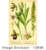 #13848 Picture Of Fly Orchids (Ophrys Insectifera)