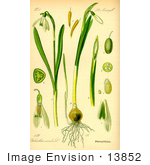 #13852 Picture Of Common Snowdrop Flowers (Galanthus Nivalis)