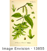 #13855 Picture Of European Hornbeam Common Hornbeam (Carpinus Betulus)