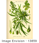#13859 Picture Of Marijuana (Cannabis Sativa)