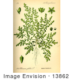 #13862 Picture Of Smooth Rupturewort (Herniaria Glabra)