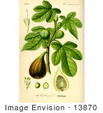 #13870 Picture Of Common Fig (Ficus Carica)