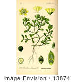 #13874 Picture of Common Purslane, Verdolaga, Pigweed, Little Hogweed, Pusley (Portulaca oleracea) by JVPD