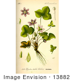 #13882 Picture Of Kidneywort Liverwort Pennywort (Hepatica Nobilis)