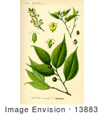 #13883 Picture Of European Nettle European Hackberry Lote Tree (Celtis Australis)