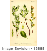 #13888 Picture Of Salix Breviserrata Willow