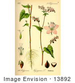 #13892 Picture Of Buckwheat (Fagopyrum Esculentum)