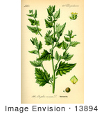 #13894 Picture Of Tumbling Saltweed (Atriplex Rosea)