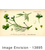 #13895 Picture Of Common Water Crowfoot (Ranunculus Aquatilis)