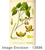 #13896 Picture Of Alpine Barrenwort (Epimedium Alpinum)
