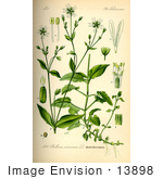 #13898 Picture Of Wood Stitchwort (Stellaria Nemorum)
