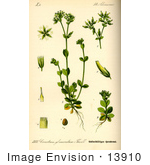 #13910 Picture Of Sticky Mouse Ear (Cerastium Glomeratum)
