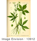 #13912 Picture Of White Batchelor’S Buttons (Ranunculus Aconitifolius)