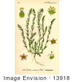 #13918 Picture Of Bassia Laniflora Plants