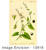 #13919 Picture Of Fallopia Dumetorum Plants