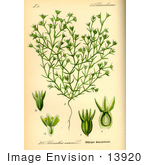 #13920 Picture Of Annual Knawel (Scleranthus Annuus)