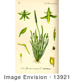 #13921 Picture Of Tiny Mousetail Plant (Myosurus Minimus)
