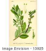 #13925 Picture Of Salix Bicolor Willow