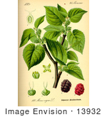#13932 Picture Of Black Mulberry (Morus Nigra)