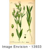 #13933 Picture Of Cow Soapwort (Vaccaria Hispanica)